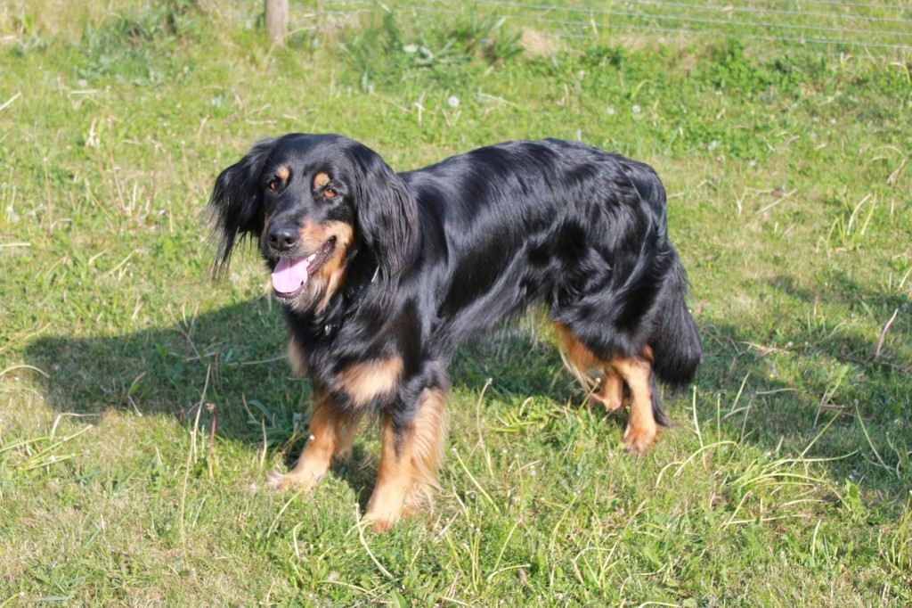 Bester Hund von Welt