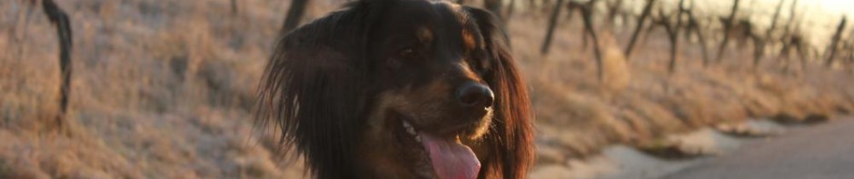 gladyskopfjanuar2012