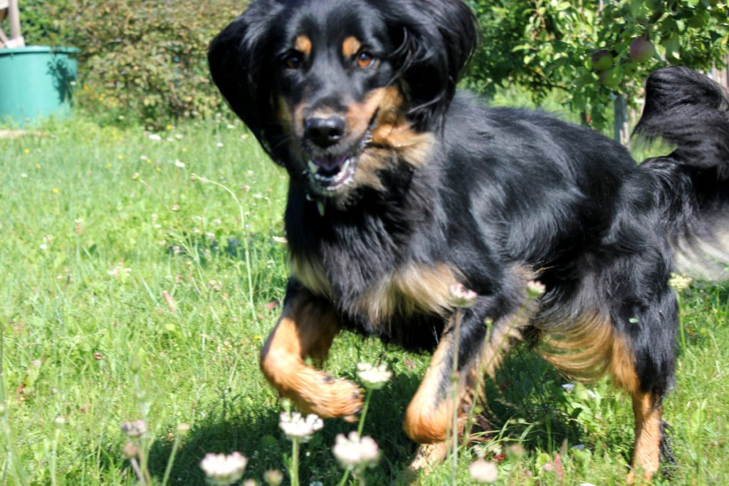Kopie von IMG_1108