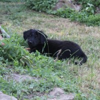 Banja 0608