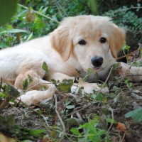 Bero der Gartenhund