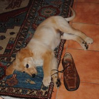 Bero und Lederschuh