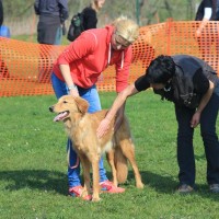 Bibi beim Ringtraining