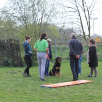 Balin beim Ringtraining