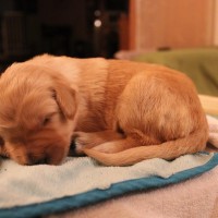 Fräulein Blond
