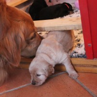 Aro begrüßt die blonde Schwester