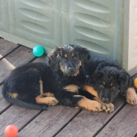 Carlotta und Charo