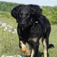 Coco 1