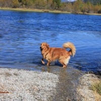 Aro im Badesee