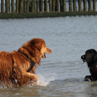 Wasserspiele in der Nordsee - Breskens (NL)