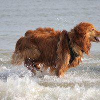 Nordseebaden in Breskens (NL)